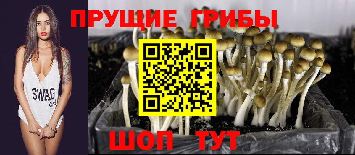 Псилоцибиновые грибы Cubensis Набережные Челны